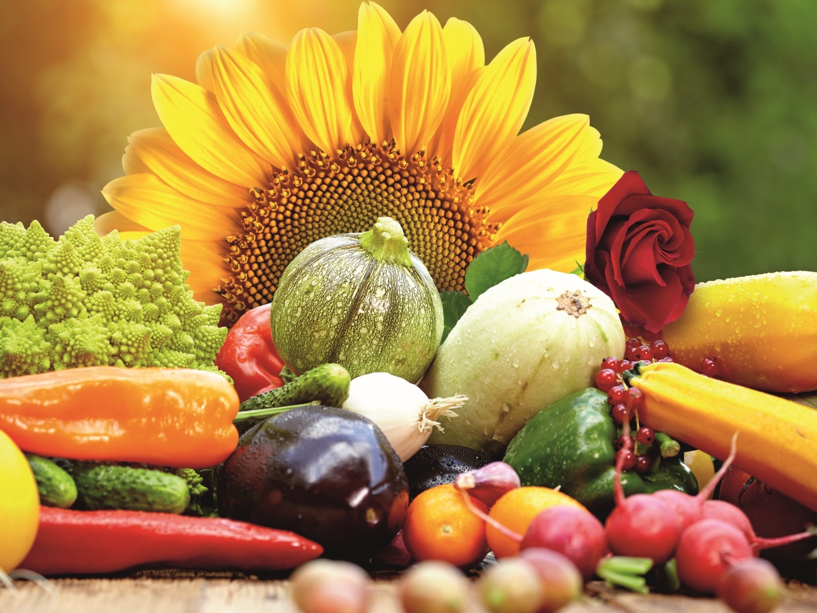 Bio Plantella – ekološko vrtnarjenje z organskimi gnojili in naravnimi rešitvami