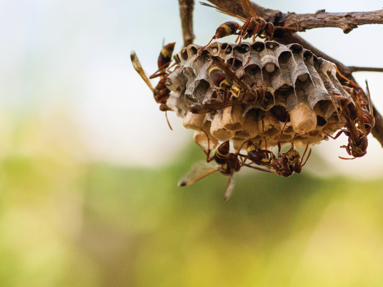 Effect – učinkovita zaščita doma pred letečim in plazečim mrčesom