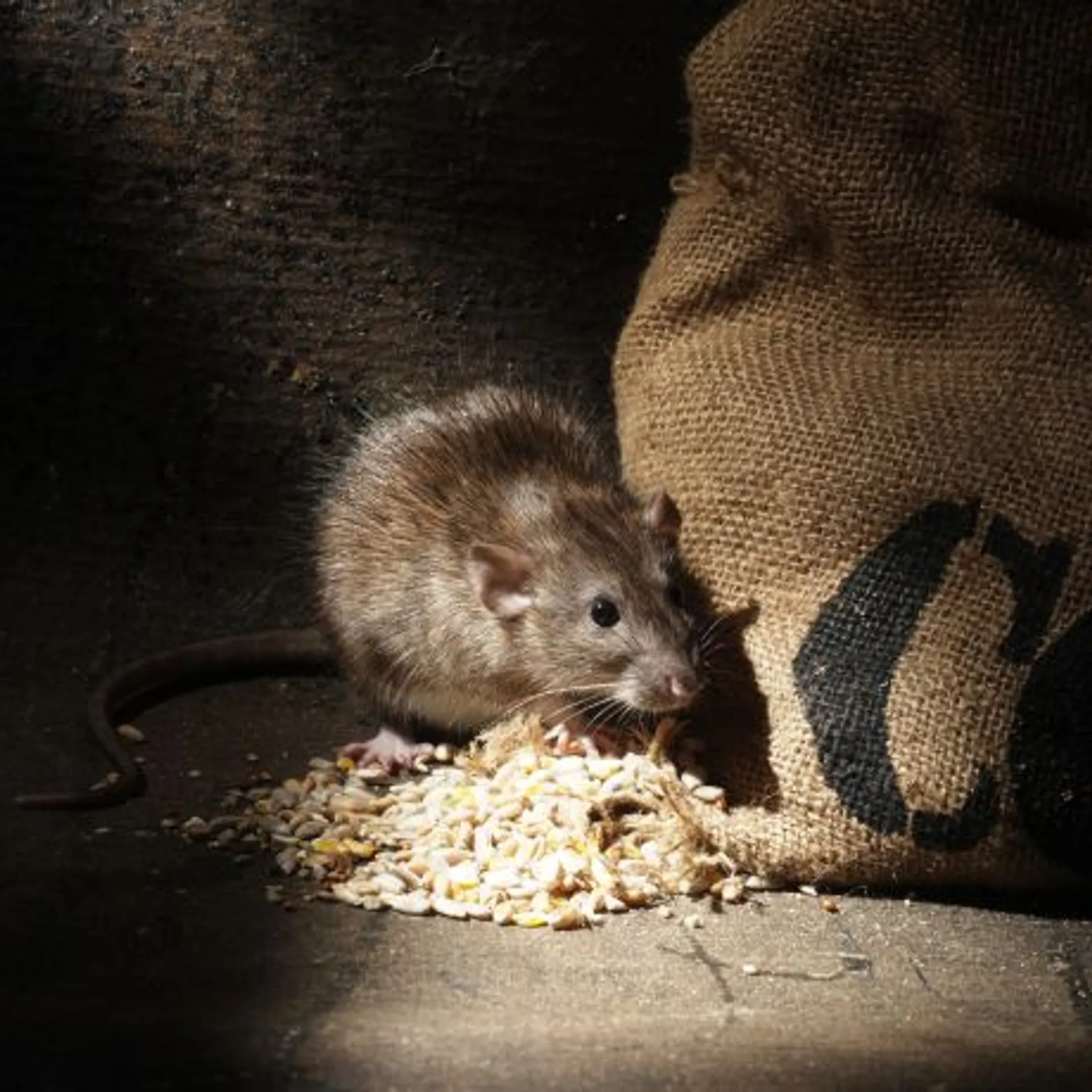 Miši nas plašijo