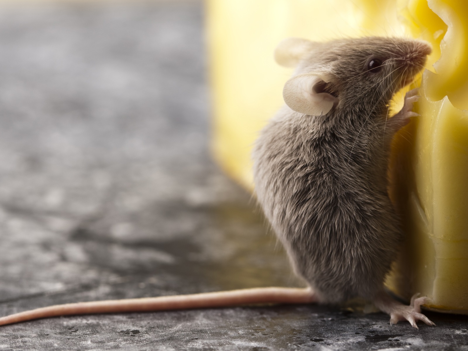 Ratimor – zanesljiva zaščita pred mišmi in podganami v domu in okolici