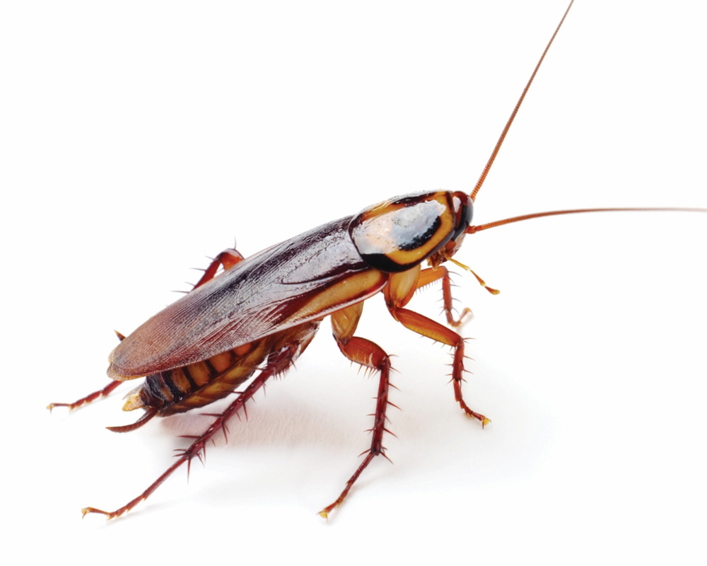 Nemški ščurek (Blattella germanica) v hiši