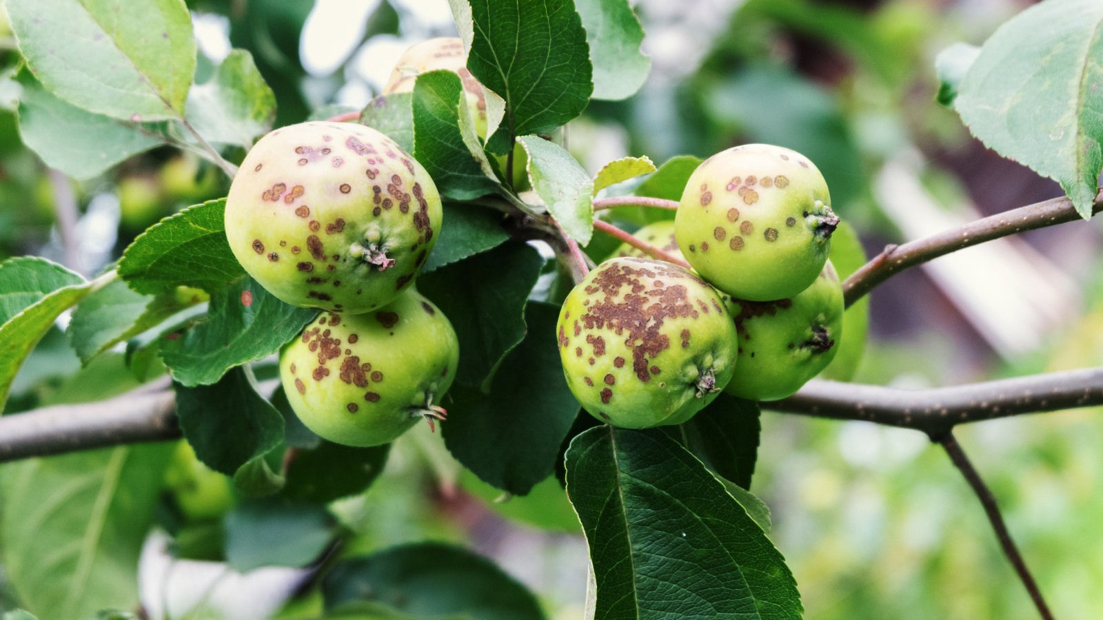Vivera – fungicidi in insekticidi za zaščito rastlin